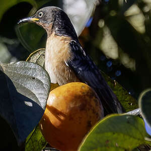 Étourneau à ailes tachetées