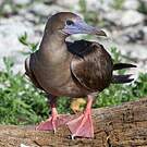 Fou à pieds rouges