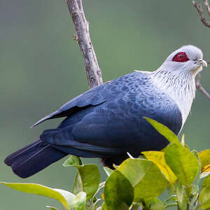 Founingo des Comores