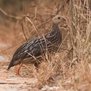 Francolin à bandes grises