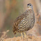 Francolin à double éperon