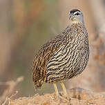 Francolin à double éperon