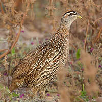 Francolin à double éperon