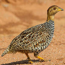 Francolin coqui