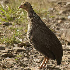 Francolin d'Ahanta