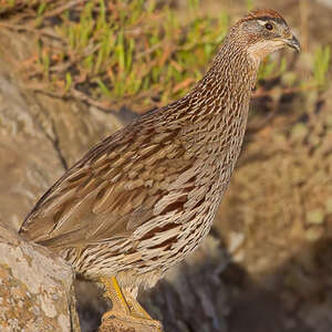 Francolin d'Erckel