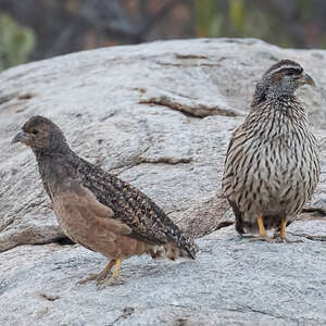 Francolin de Hartlaub