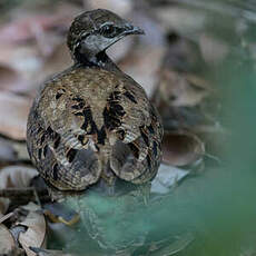 Francolin de Latham