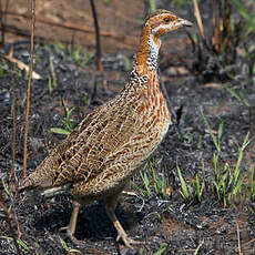 Francolin de Levaillant