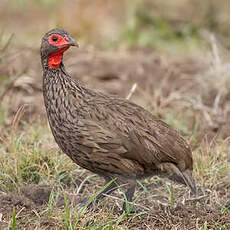 Francolin de Swainson