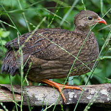 Francolin écaillé