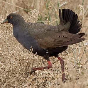 Gallinule aborigène