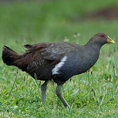 Gallinule de Tasmanie