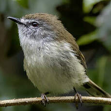 Gérygone brune