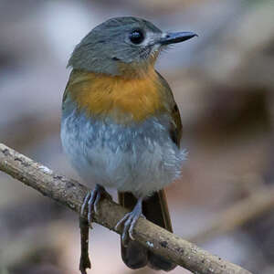 white bellied blue flycatcher