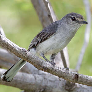 Gobemouche mésange