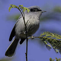 Gobemoucheron masqué