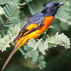 Grand Minivet