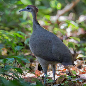 Grand Tinamou