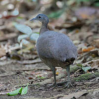 Grand Tinamou