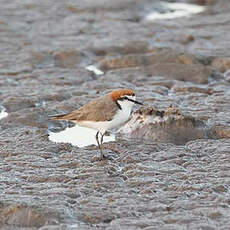 Gravelot à tête rousse