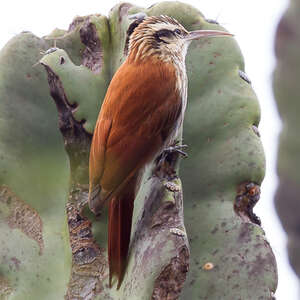 Grimpar à bec étroit