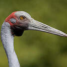 Grue brolga