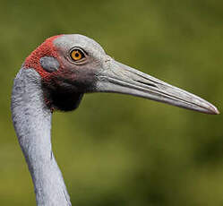 Grue brolga