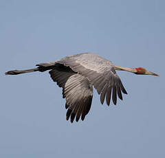 Grue brolga