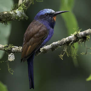 Guêpier à tête bleue