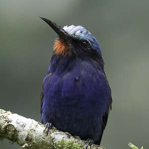 Guêpier à tête bleue