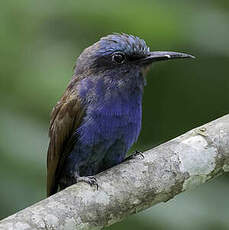 Guêpier à tête bleue