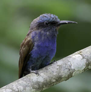 Guêpier à tête bleue