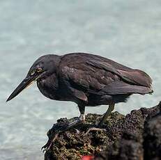 Héron des Galapagos