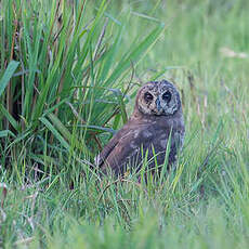 Hibou du Cap