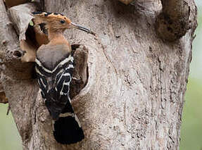 Huppe de Madagascar