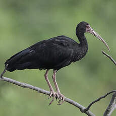 Ibis à face nue