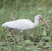 Ibis blanc