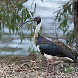 Ibis d'Australie