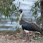 Ibis d'Australie