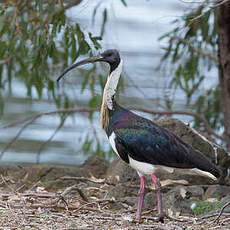 Ibis d'Australie