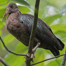 Ibis de Sao Tomé