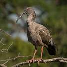 Ibis plombé