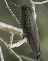 Inca céleste Coeligena coeligena
