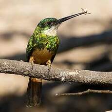 Jacamar à queue rousse