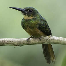 Jacamar à queue rousse