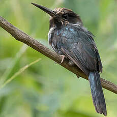 Jacamar tridactyle