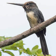 Jacamar tridactyle