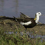 Jacana à longue queue