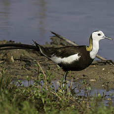 Jacana à longue queue